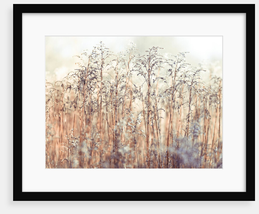 Grass Reeds by Assaf Frank